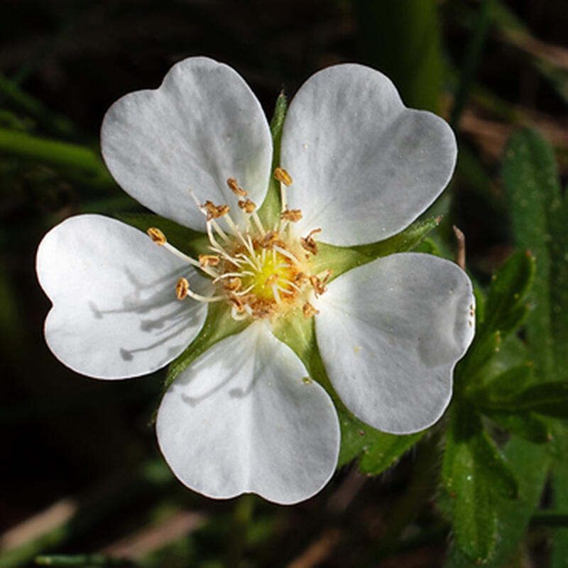 Bonsai zewnętrzne - Potentilla Alba - Mochna biała