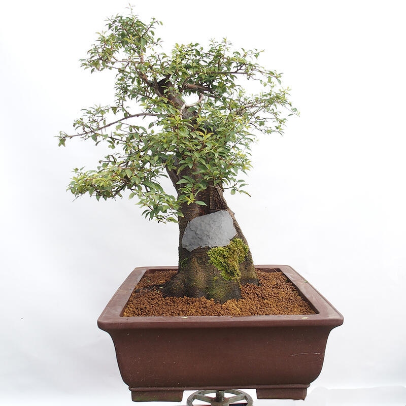 Bonsai zewnętrzne - Prunus spinosa - tarnina