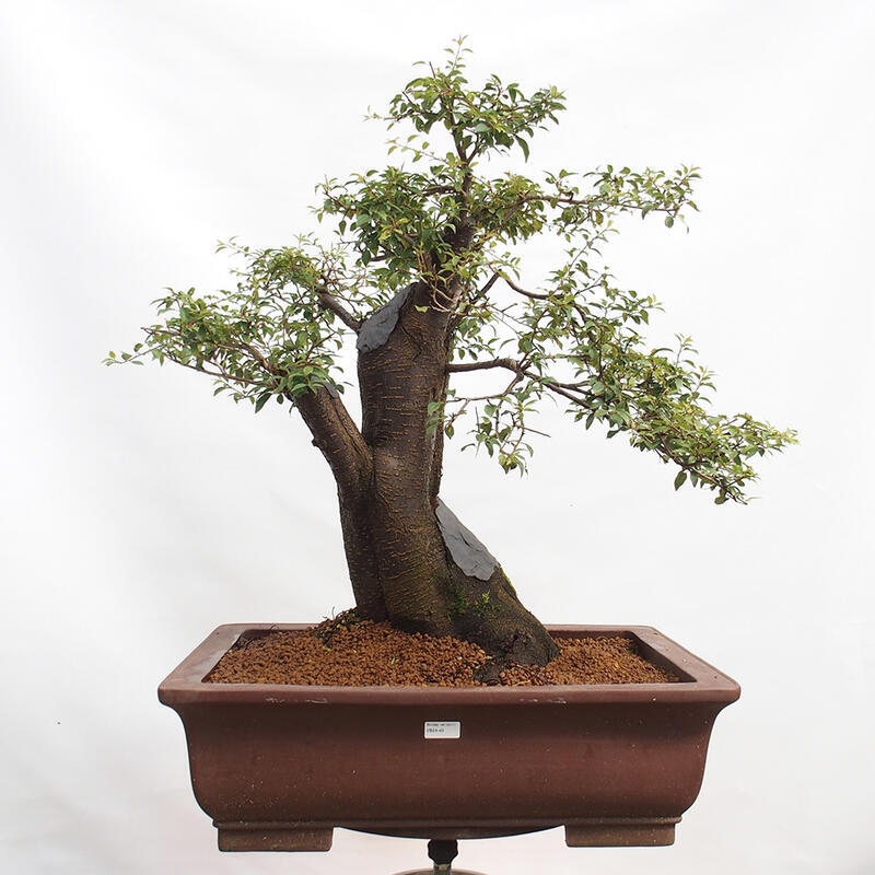 Bonsai zewnętrzne - Prunus spinosa - tarnina