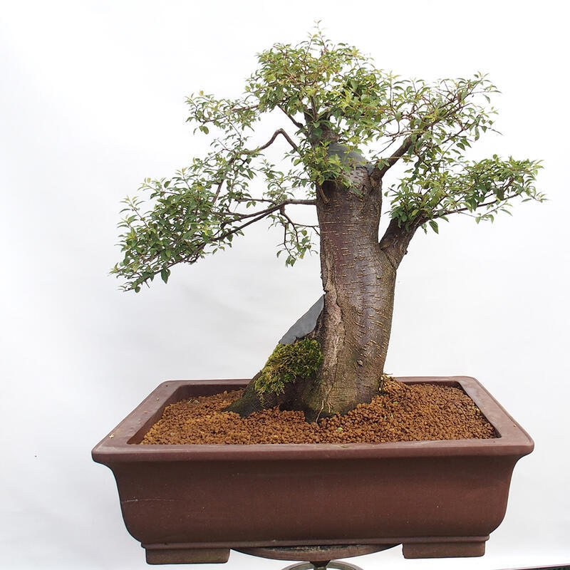 Bonsai zewnętrzne - Prunus spinosa - tarnina