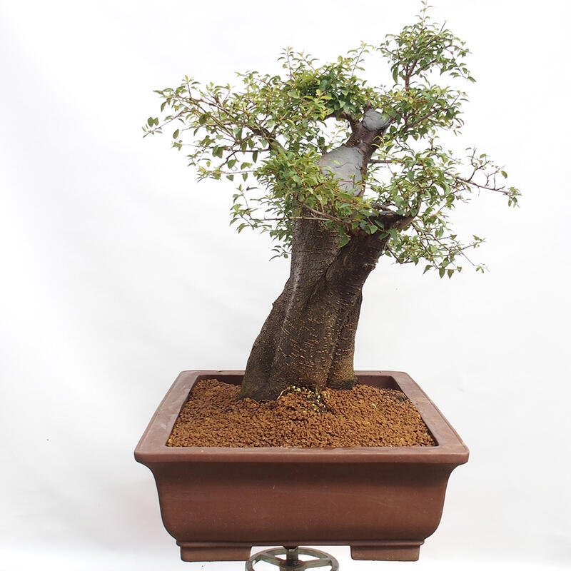 Bonsai zewnętrzne - Prunus spinosa - tarnina