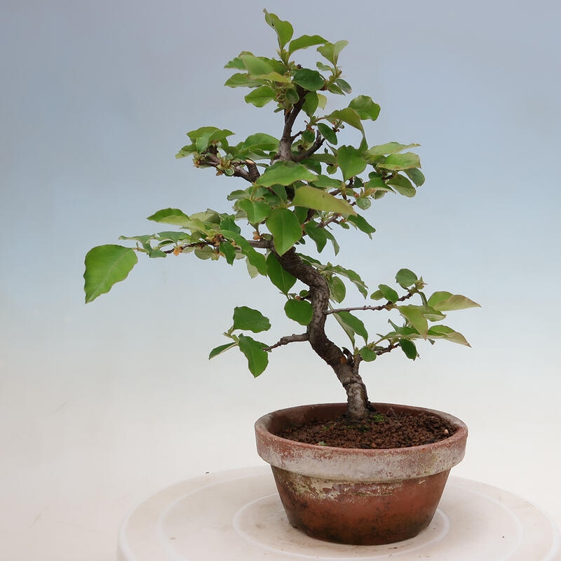 Outdoor bonsai - Pseudocydonia sinensis - chińska pigwa