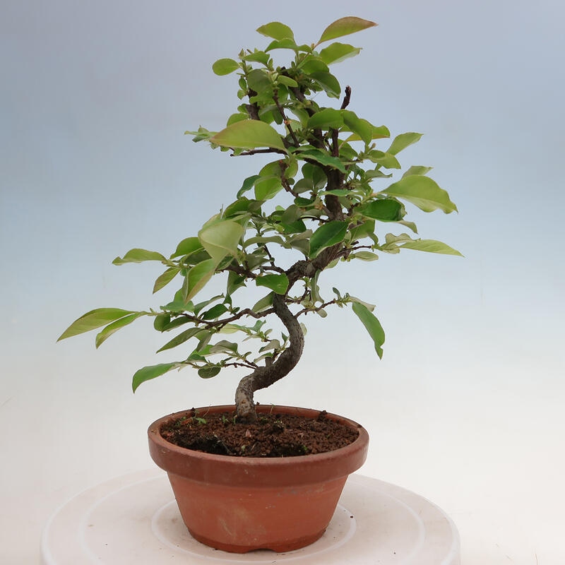 Outdoor bonsai - Pseudocydonia sinensis - chińska pigwa