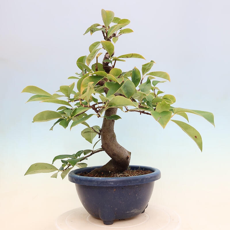 Outdoor bonsai - Pseudocydonia sinensis - pigwa chińska