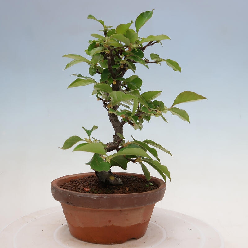 Outdoor bonsai - Pseudocydonia sinensis - chińska pigwa