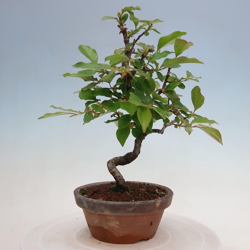 Outdoor bonsai - Pseudocydonia sinensis - chińska pigwa