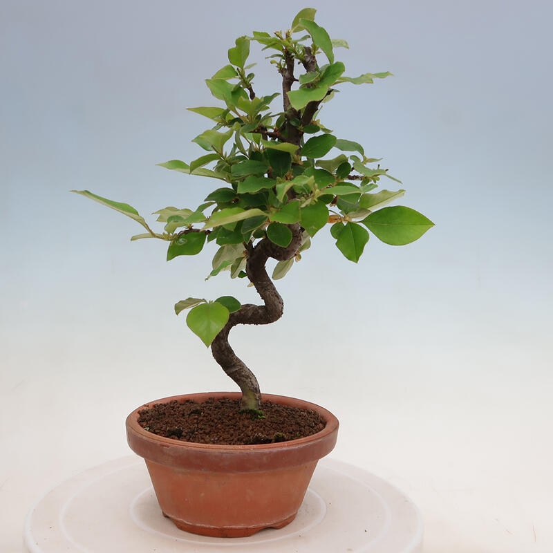 Outdoor bonsai - Pseudocydonia sinensis - chińska pigwa