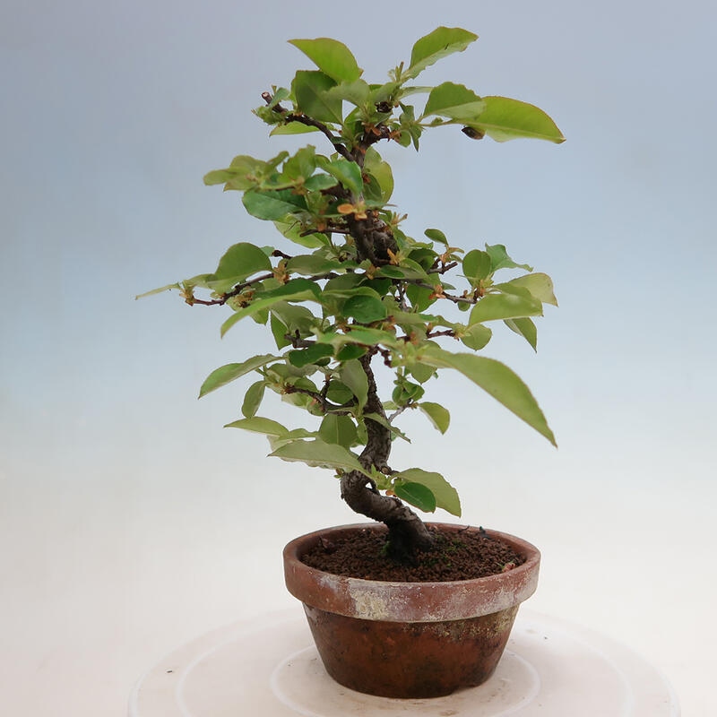 Outdoor bonsai - Pseudocydonia sinensis - chińska pigwa