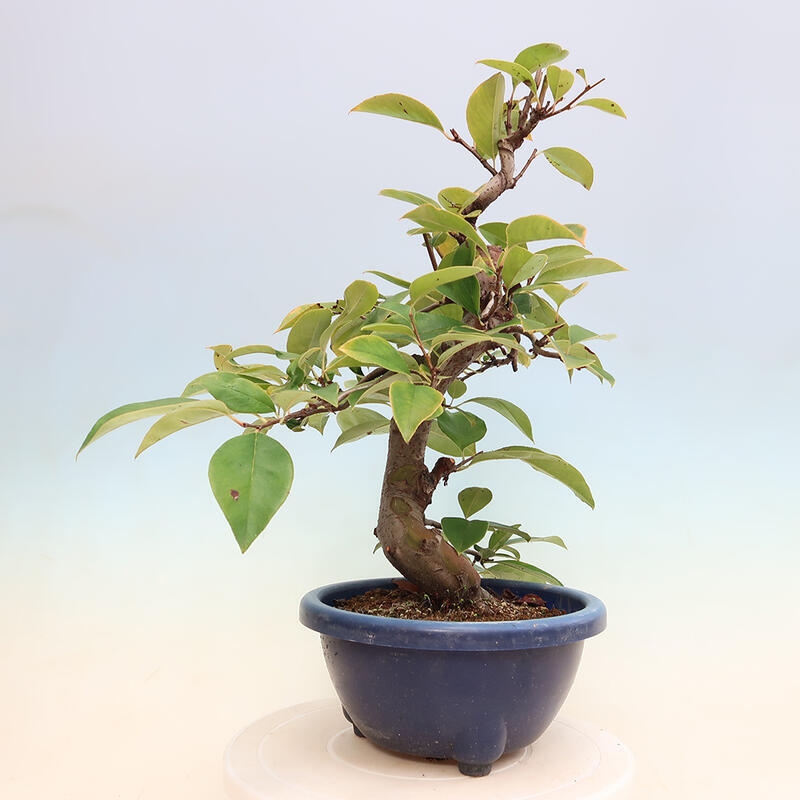 Outdoor bonsai - Pseudocydonia sinensis - pigwa chińska