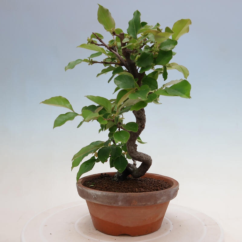 Outdoor bonsai - Pseudocydonia sinensis - chińska pigwa