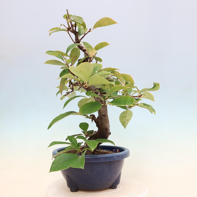 Outdoor bonsai - Pseudocydonia sinensis - pigwa chińska