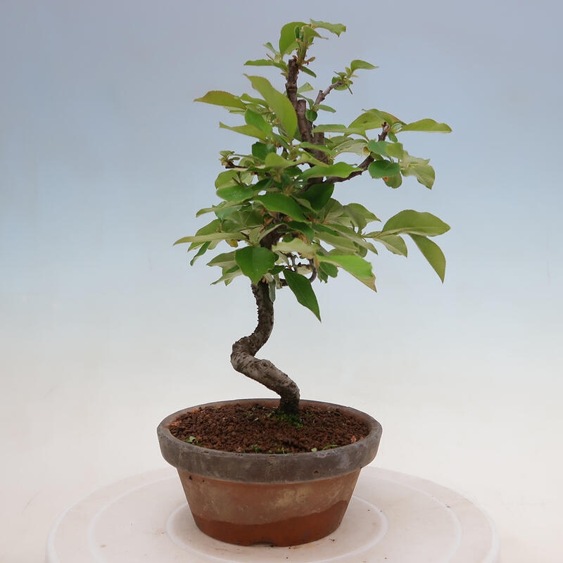 Outdoor bonsai - Pseudocydonia sinensis - chińska pigwa