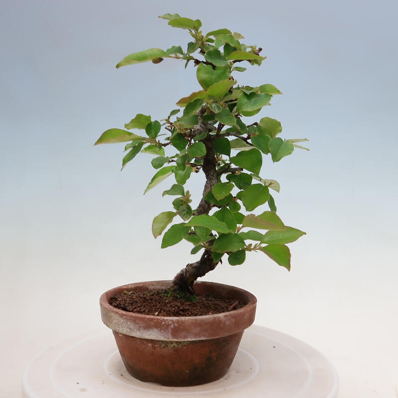 Outdoor bonsai - Pseudocydonia sinensis - chińska pigwa