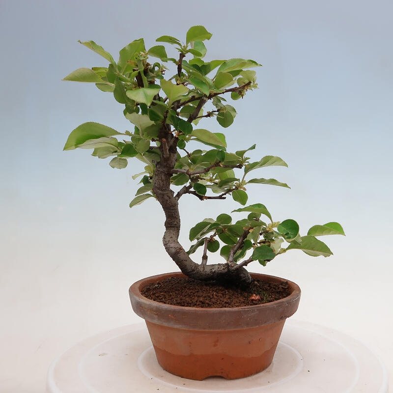 Outdoor bonsai - Pseudocydonia sinensis - chińska pigwa