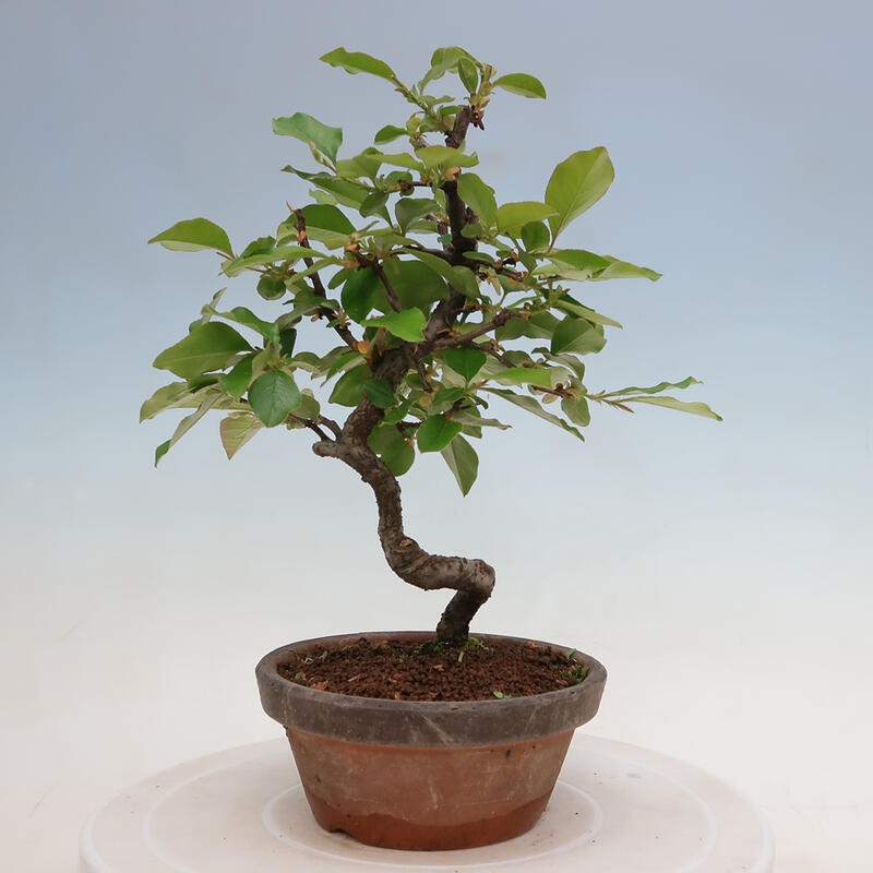 Outdoor bonsai - Pseudocydonia sinensis - chińska pigwa