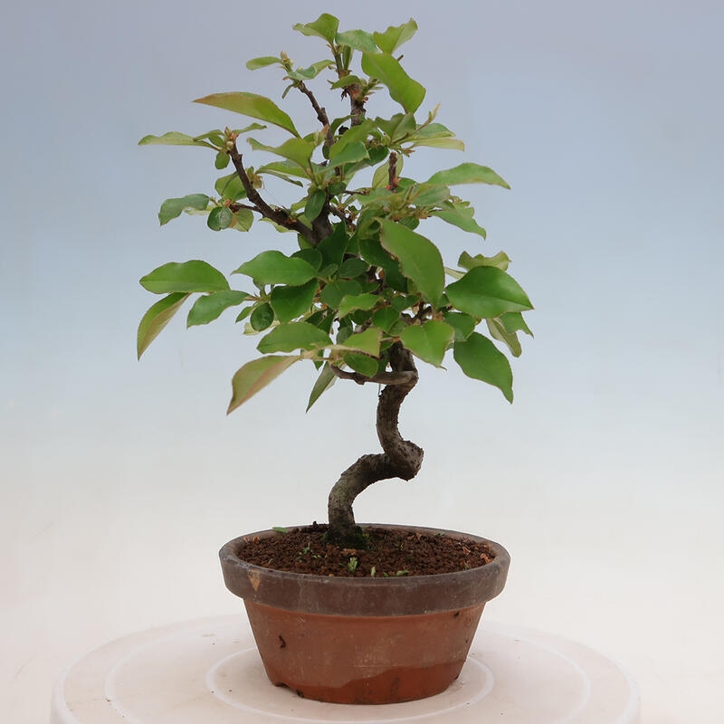 Outdoor bonsai - Pseudocydonia sinensis - chińska pigwa