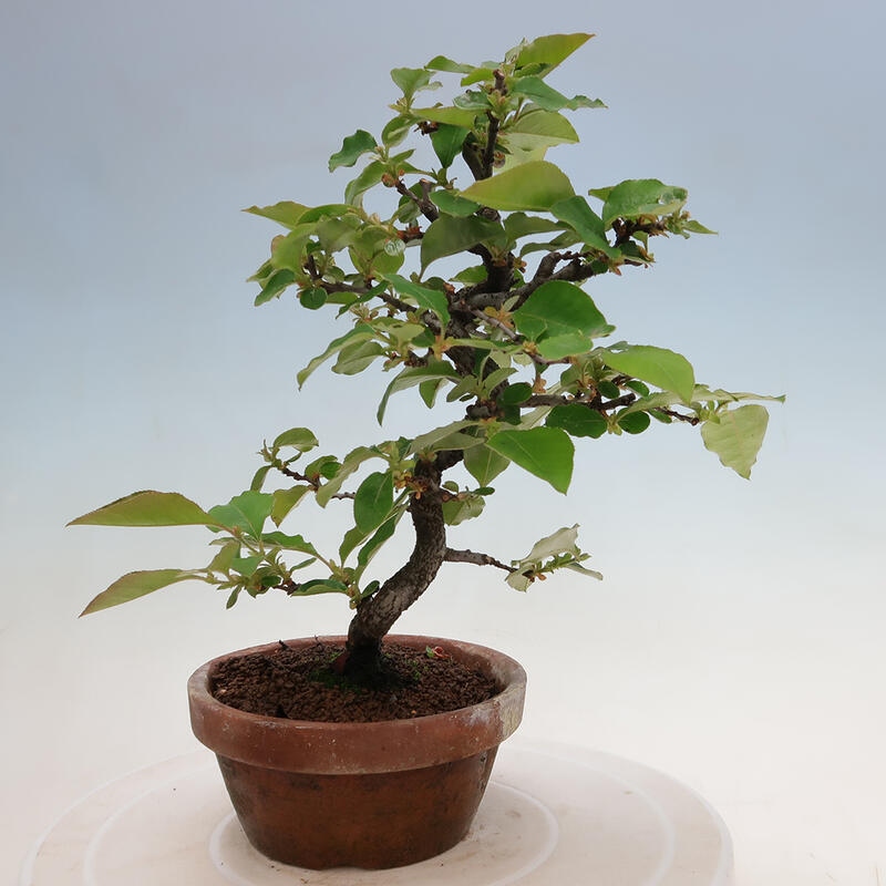 Outdoor bonsai - Pseudocydonia sinensis - chińska pigwa