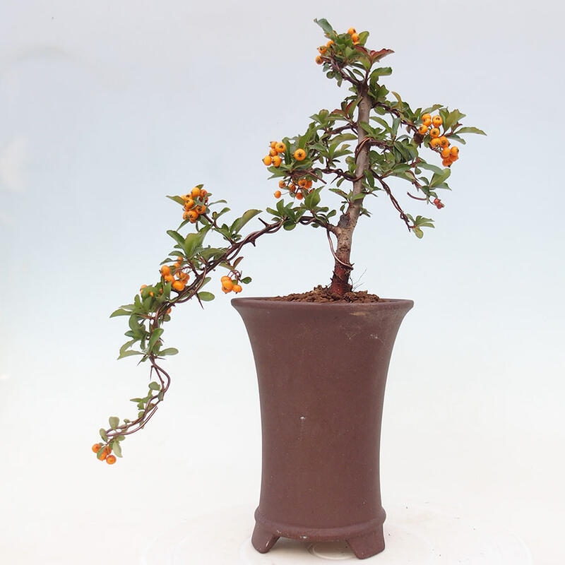 Bonsai zewnętrzne - Pyracantha teton - Szkarłatny głóg