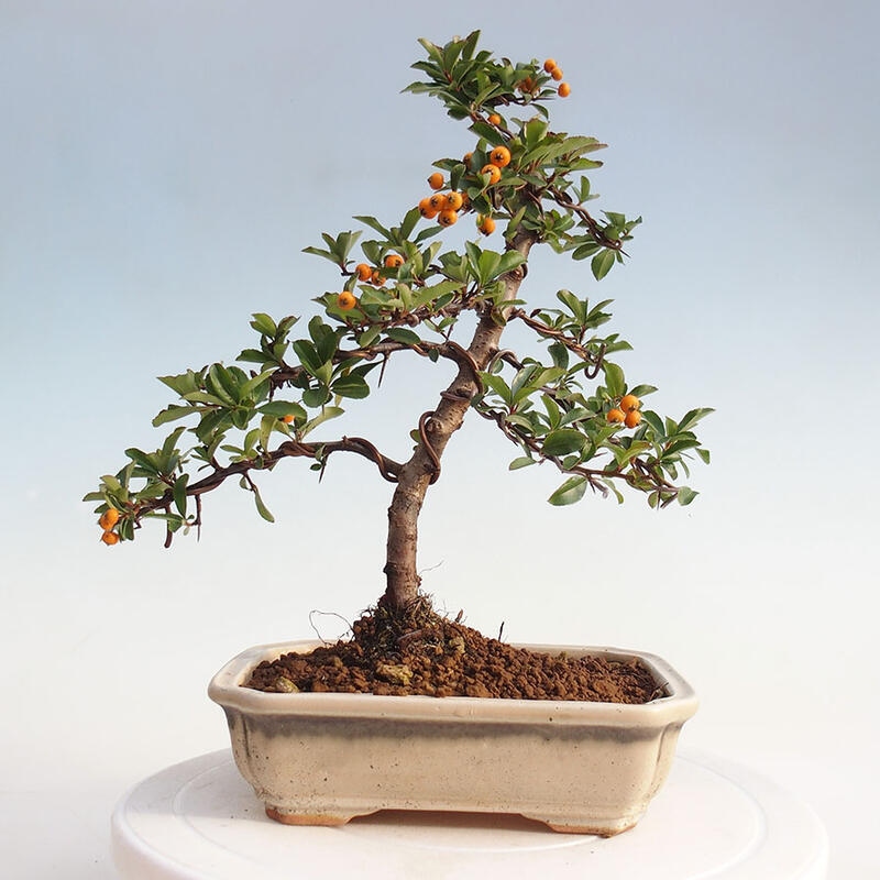 Bonsai zewnętrzne - Pyracantha teton - Szkarłatny głóg