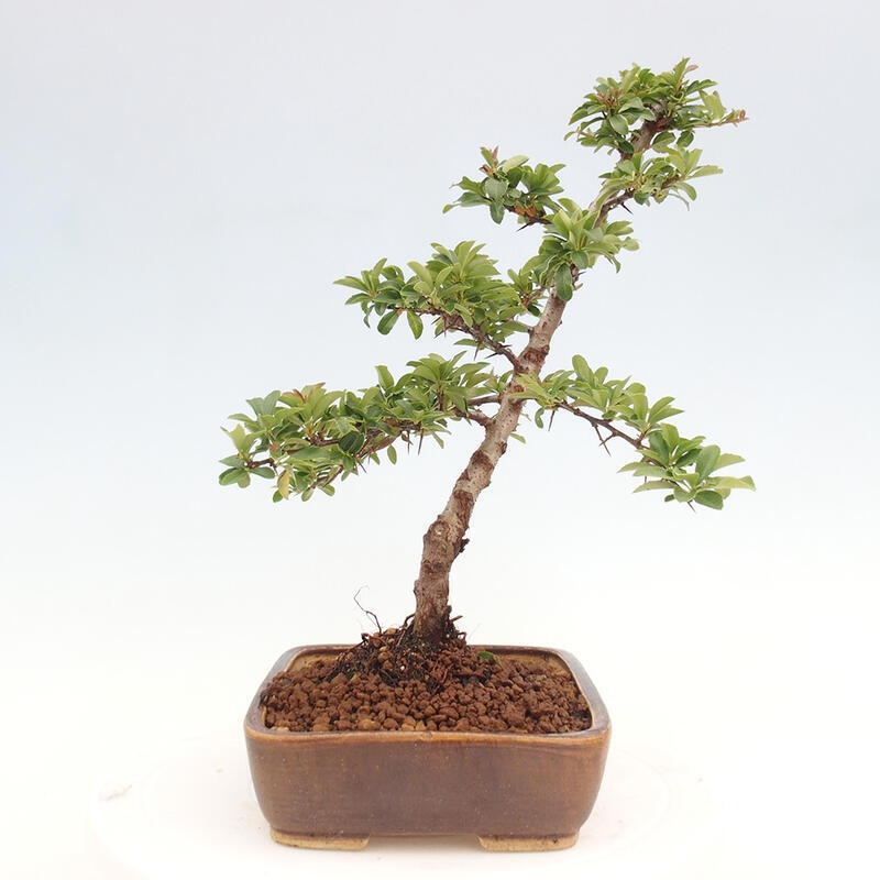 Bonsai zewnętrzne - Pyracantha teton - Szkarłatny głóg