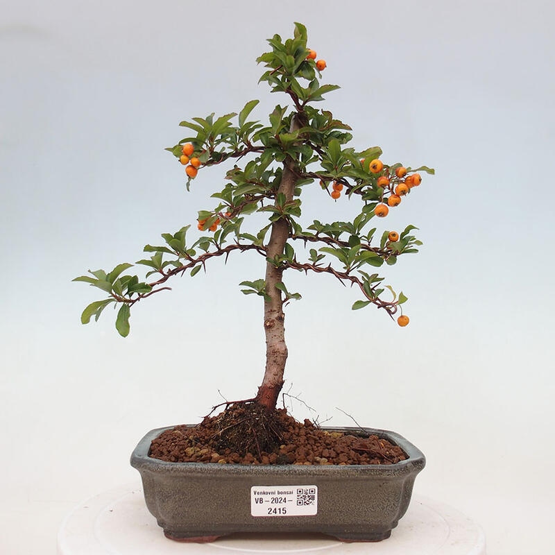 Bonsai zewnętrzne - Pyracantha teton - Szkarłatny głóg