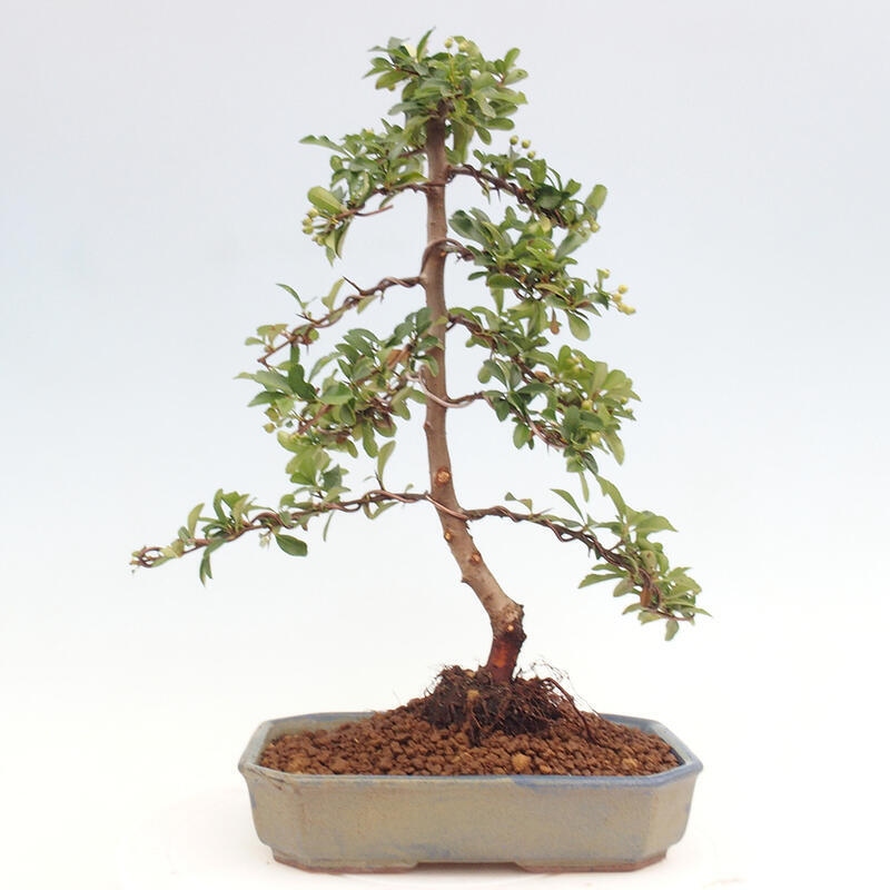 Bonsai zewnętrzne - Pyracantha teton - Szkarłatny głóg