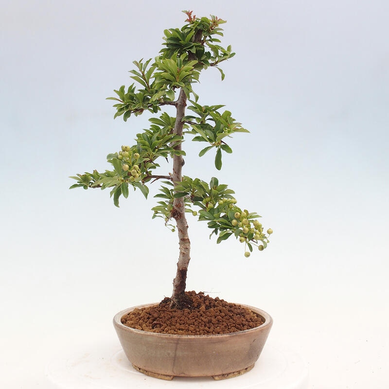 Bonsai zewnętrzne - Pyracantha teton - Szkarłatny głóg