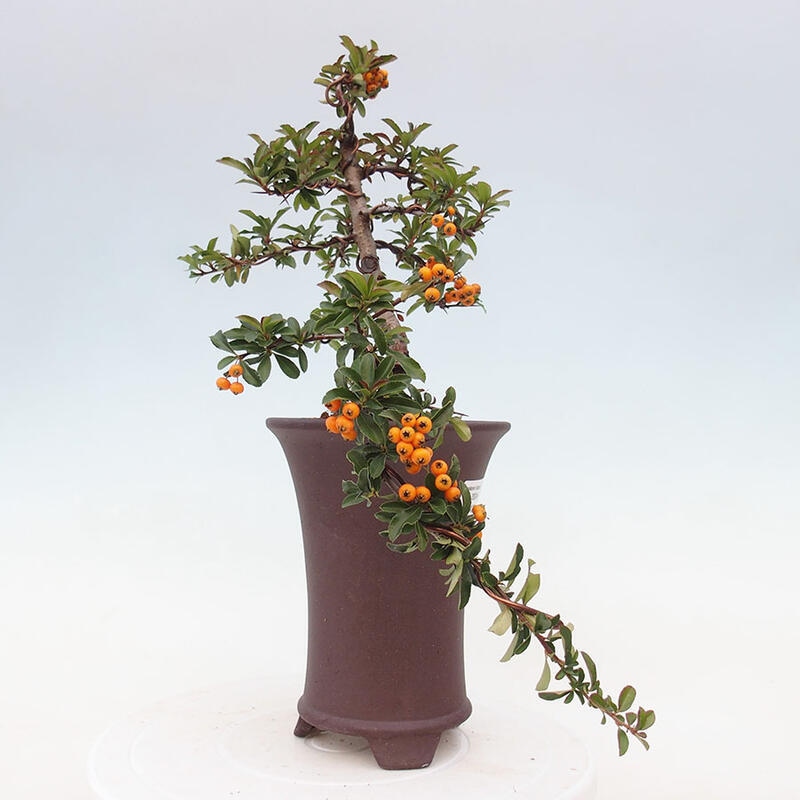 Bonsai zewnętrzne - Pyracantha teton - Szkarłatny głóg