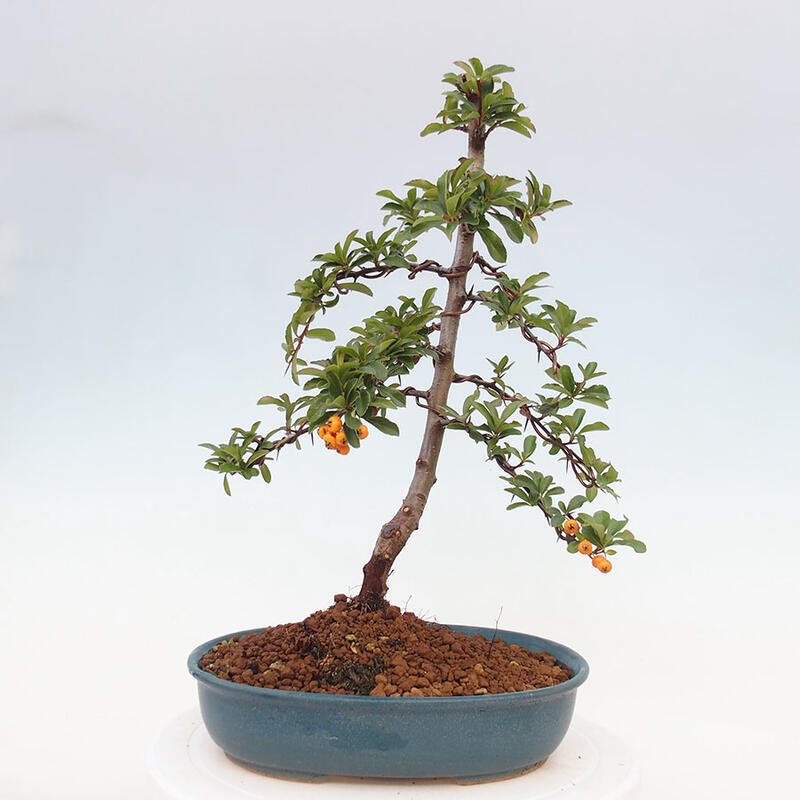 Bonsai zewnętrzne - Pyracantha teton - Szkarłatny głóg