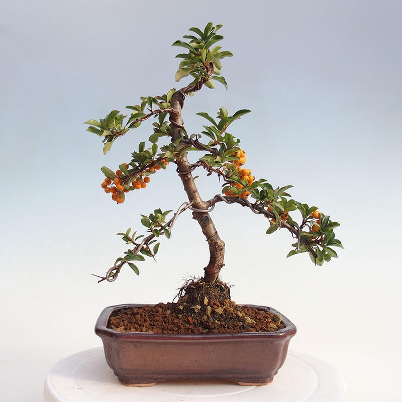 Bonsai zewnętrzne - Pyracantha teton - Szkarłatny głóg