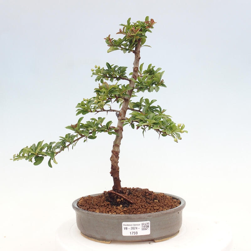 Bonsai zewnętrzne - Pyracantha teton - Szkarłatny głóg