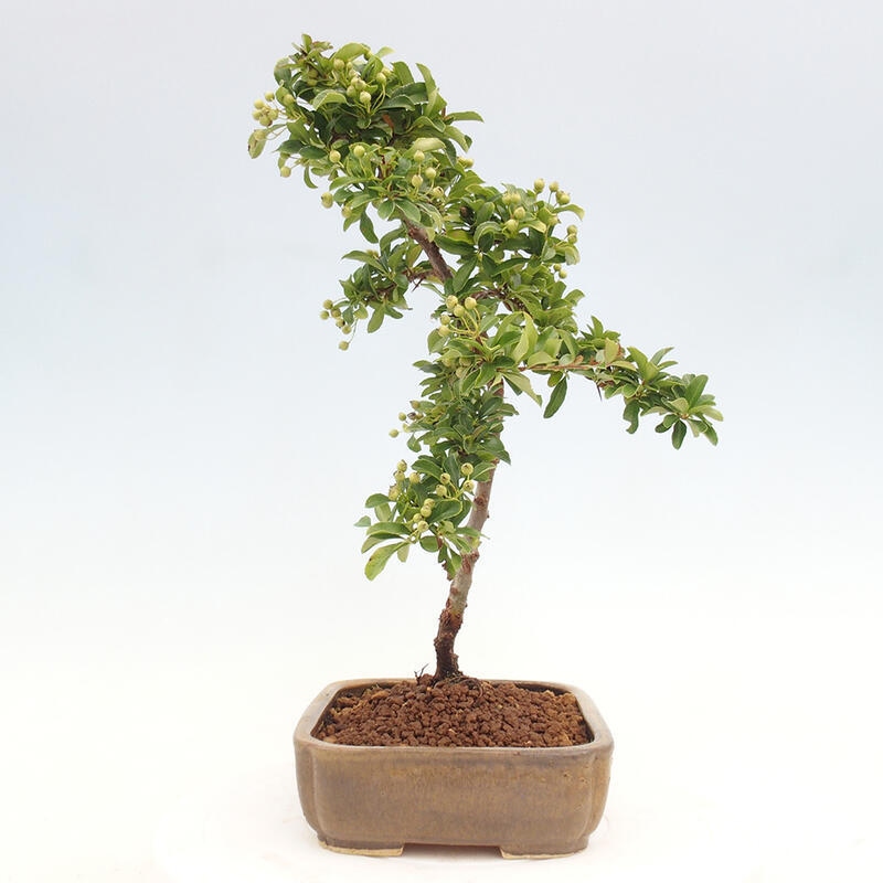 Bonsai zewnętrzne - Pyracantha teton - Szkarłatny głóg