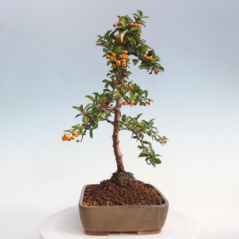 Bonsai zewnętrzne - Pyracantha teton - Szkarłatny głóg