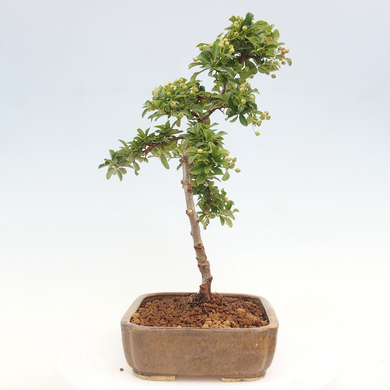 Bonsai zewnętrzne - Pyracantha teton - Szkarłatny głóg