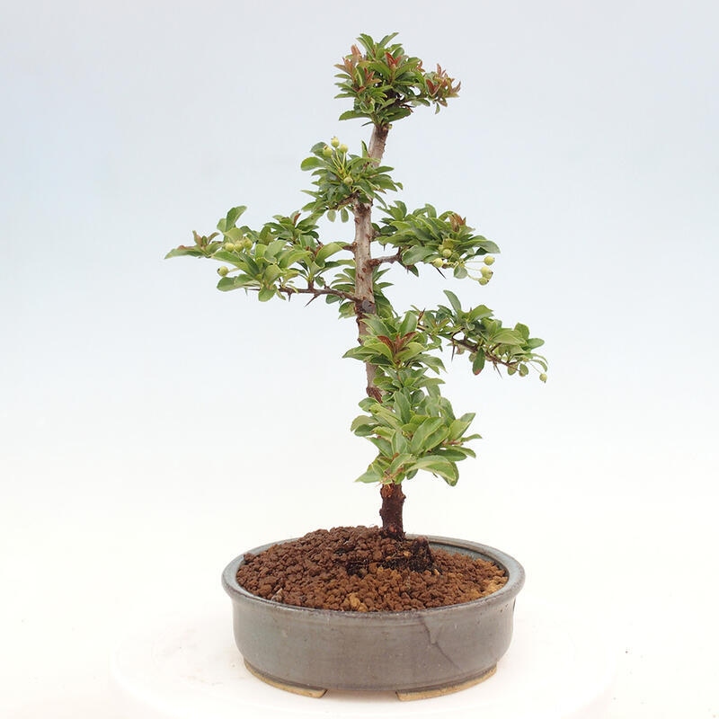 Bonsai zewnętrzne - Pyracantha teton - Szkarłatny głóg