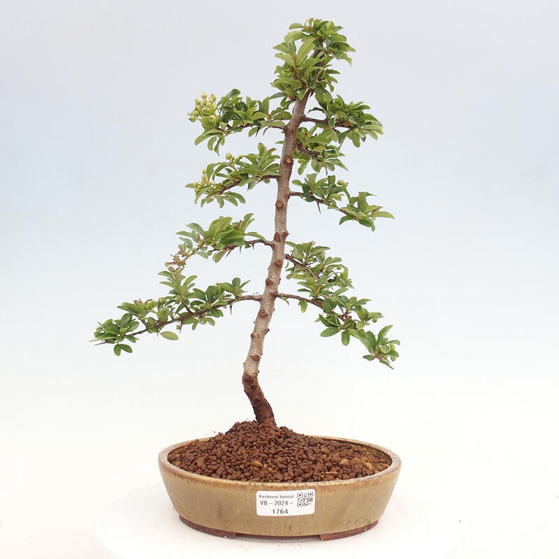 Bonsai zewnętrzne - Pyracantha teton - Szkarłatny głóg