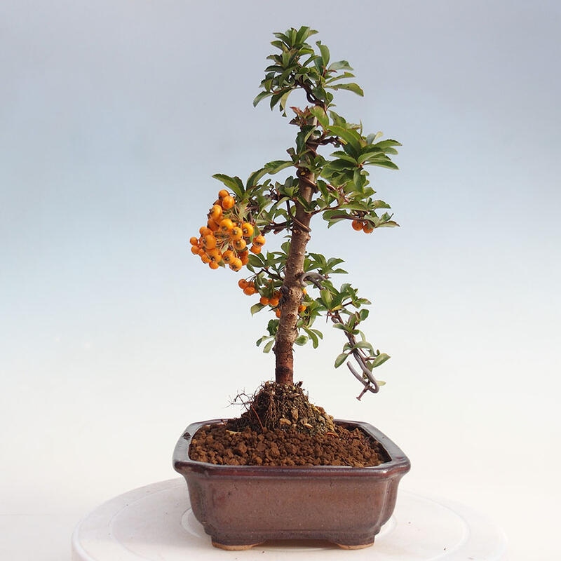 Bonsai zewnętrzne - Pyracantha teton - Szkarłatny głóg