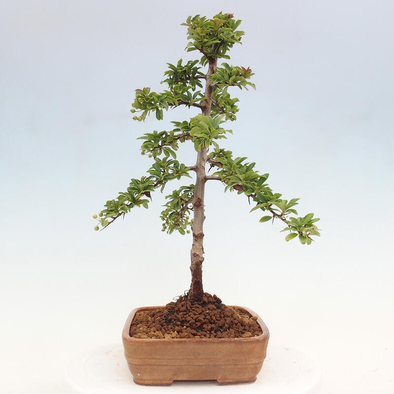 Bonsai zewnętrzne - Pyracantha teton - Szkarłatny głóg