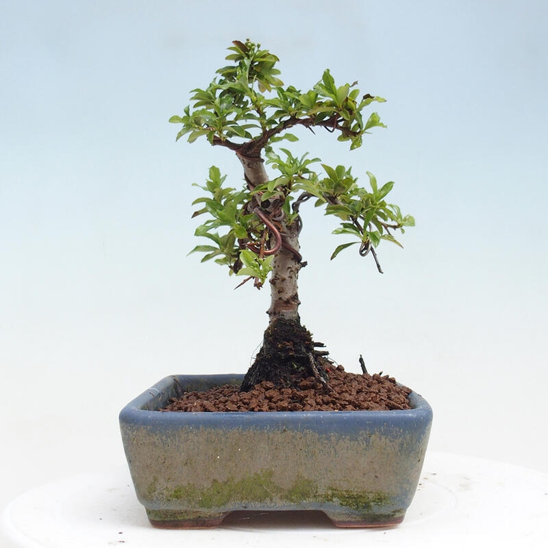 Bonsai zewnętrzne - Pyracantha teton - Szkarłatny głóg