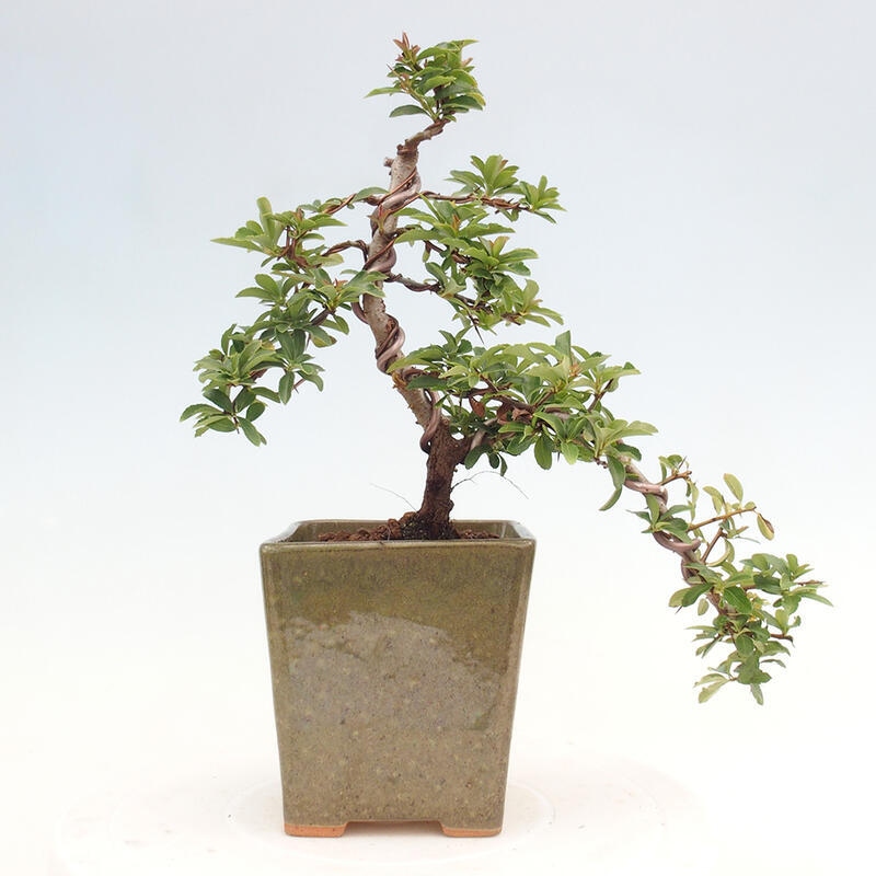 Bonsai zewnętrzne - Pyracantha teton - Szkarłatny głóg