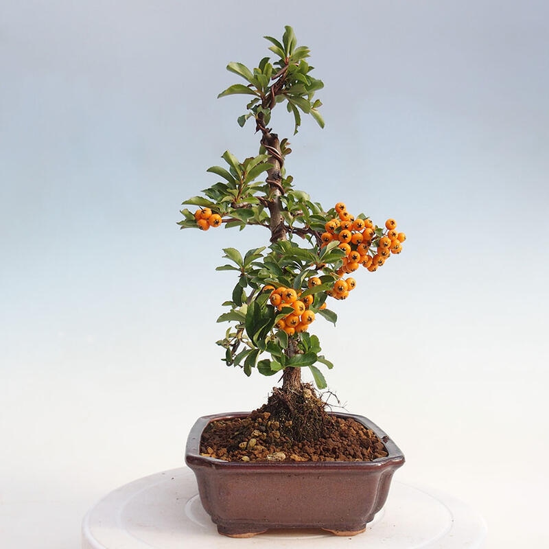 Bonsai zewnętrzne - Pyracantha teton - Szkarłatny głóg