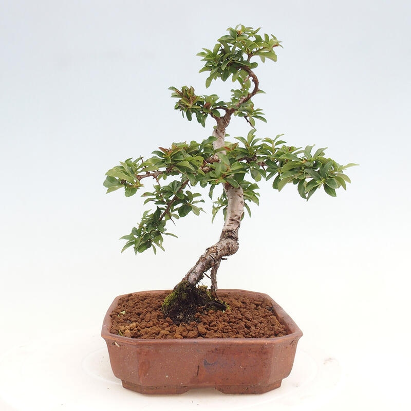 Bonsai zewnętrzne - Pyracantha teton - Szkarłatny głóg