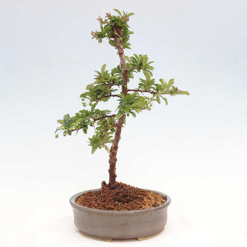 Bonsai zewnętrzne - Pyracantha teton - Szkarłatny głóg