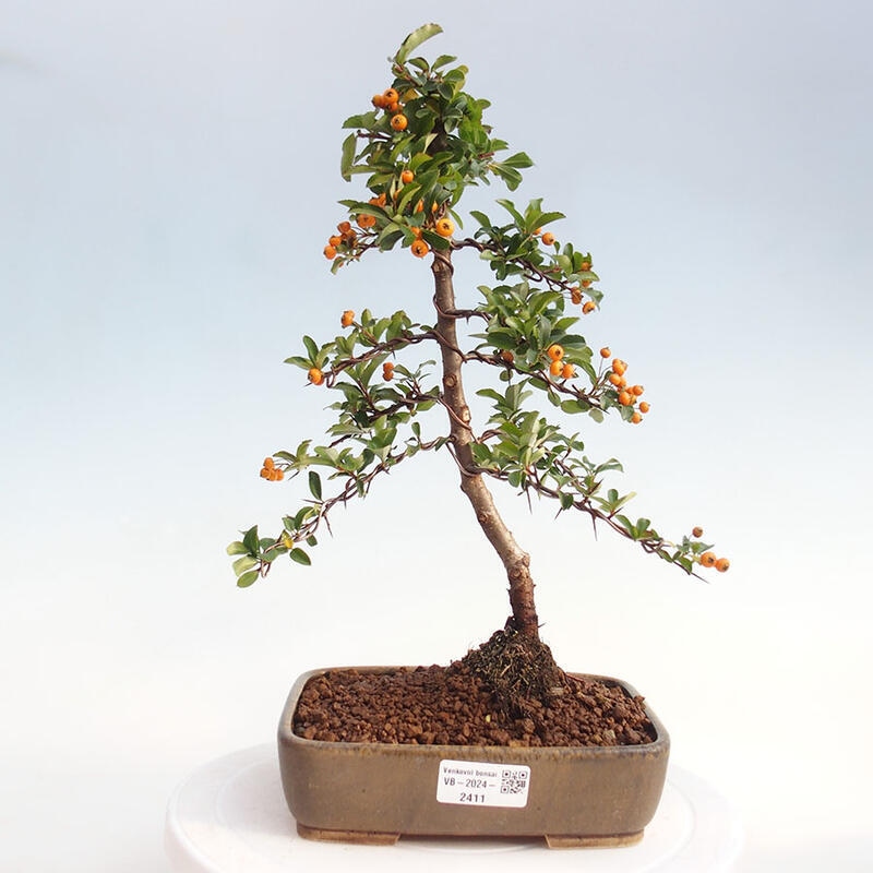 Bonsai zewnętrzne - Pyracantha teton - Szkarłatny głóg