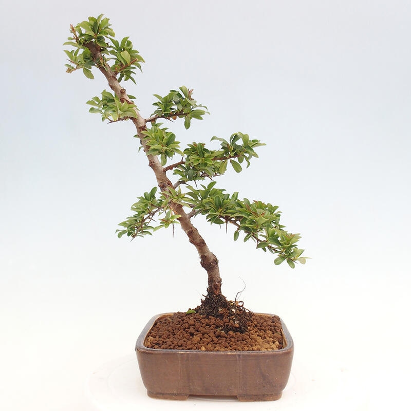 Bonsai zewnętrzne - Pyracantha teton - Szkarłatny głóg