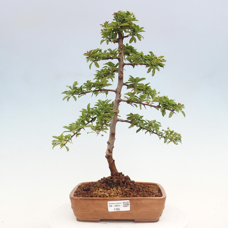 Bonsai zewnętrzne - Pyracantha teton - Szkarłatny głóg