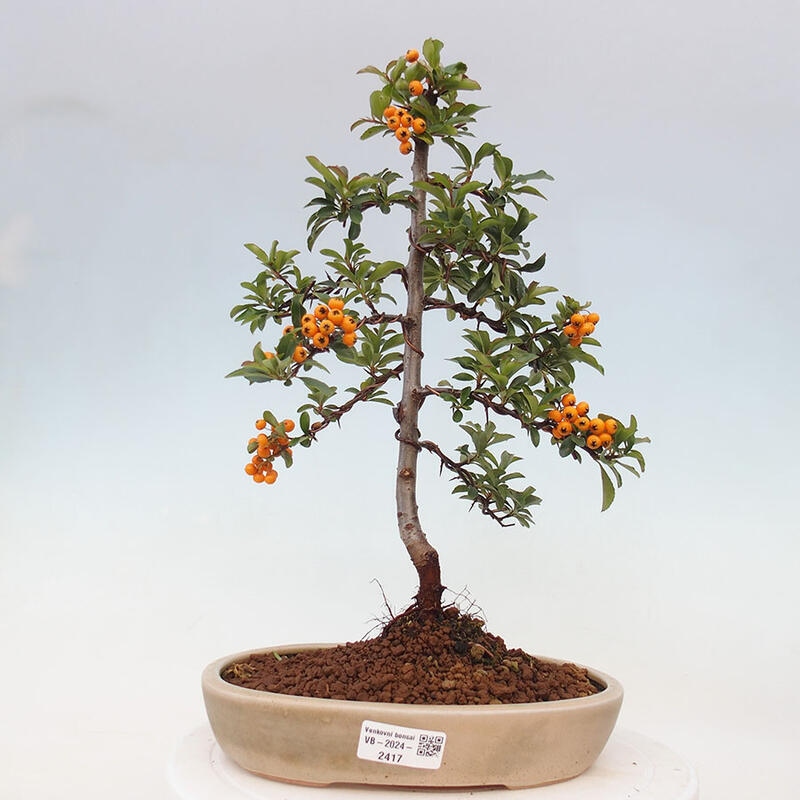 Bonsai zewnętrzne - Pyracantha teton - Szkarłatny głóg