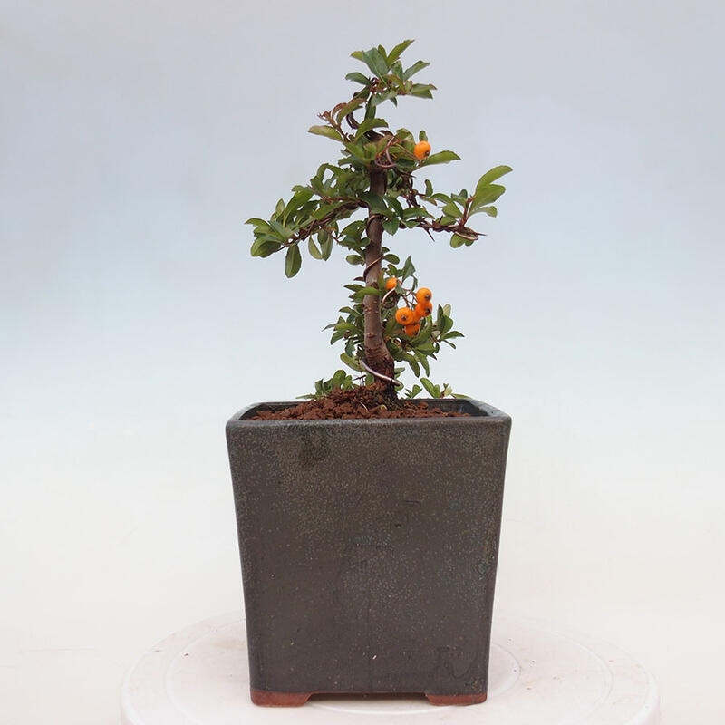 Bonsai zewnętrzne - Pyracantha teton - Szkarłatny głóg