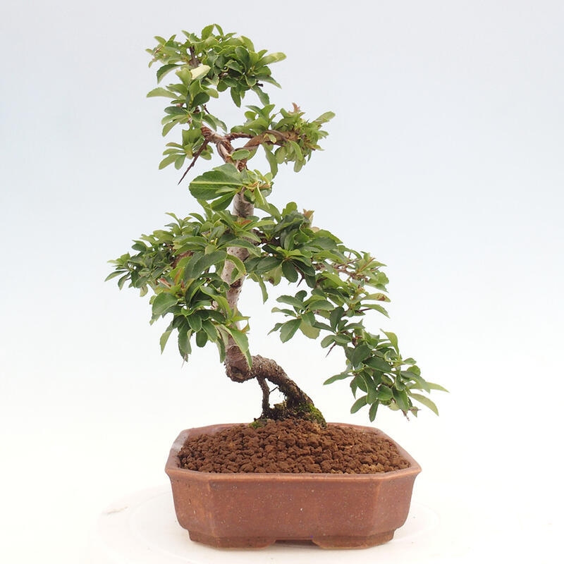 Bonsai zewnętrzne - Pyracantha teton - Szkarłatny głóg