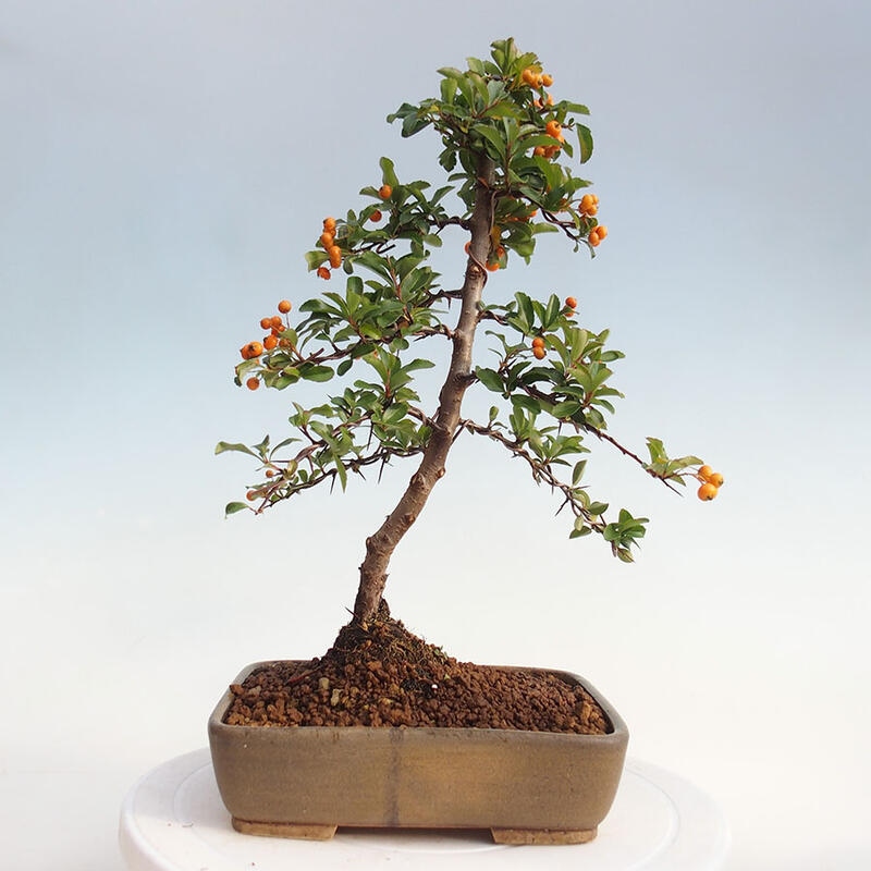 Bonsai zewnętrzne - Pyracantha teton - Szkarłatny głóg